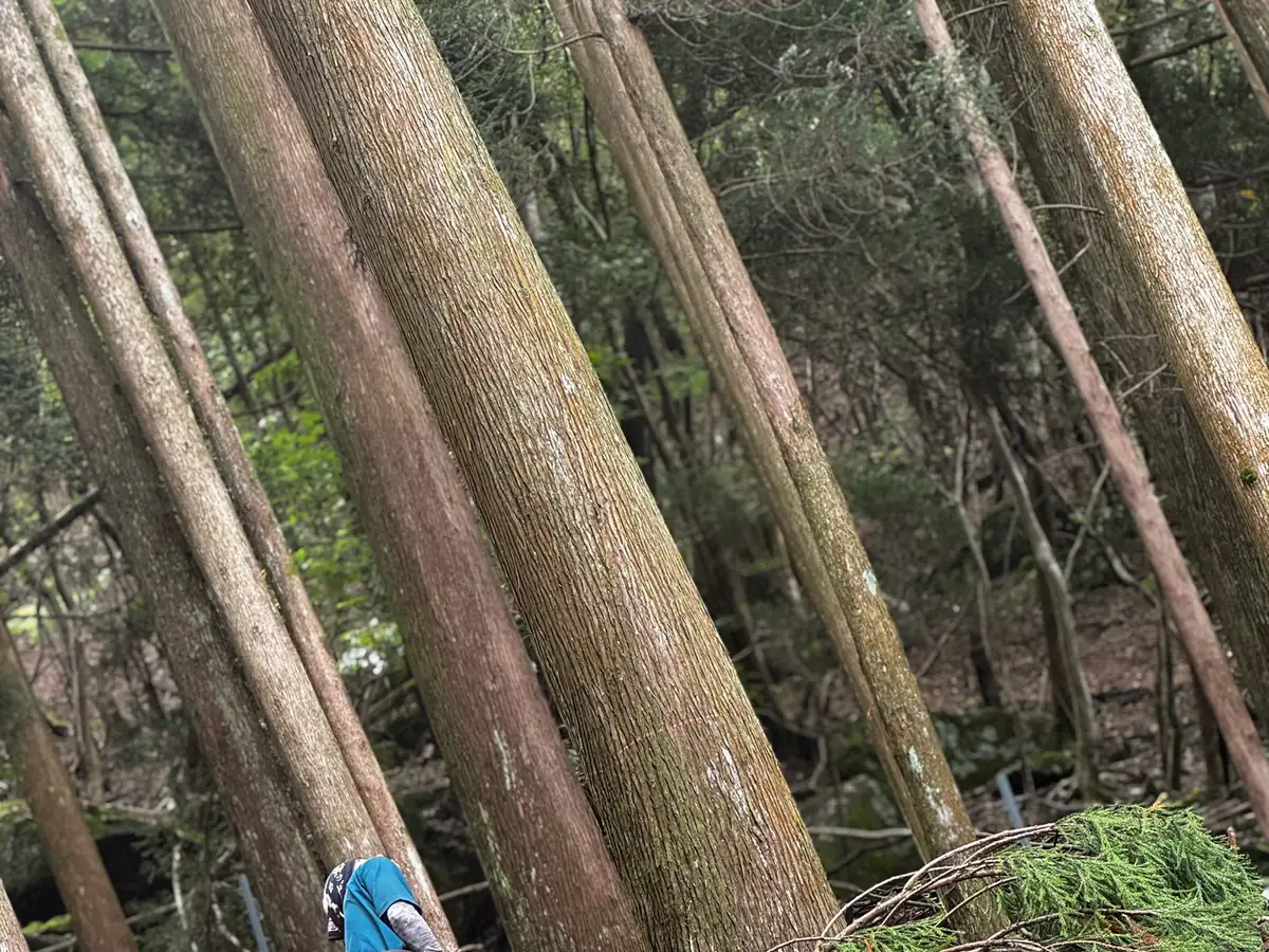 椎葉村 立木調査・査定