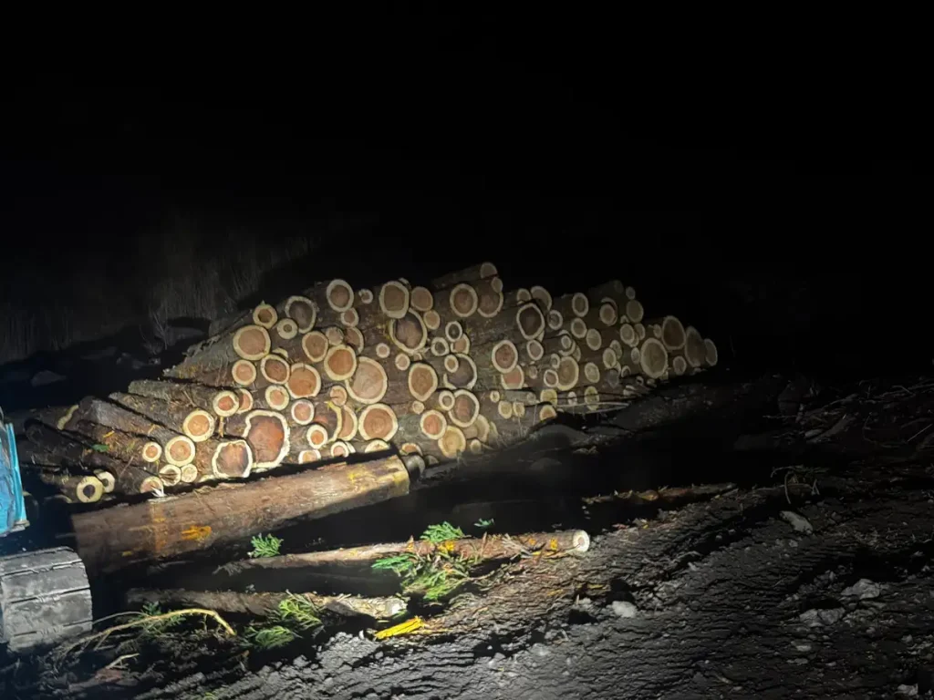 延岡市北方町 立木買取